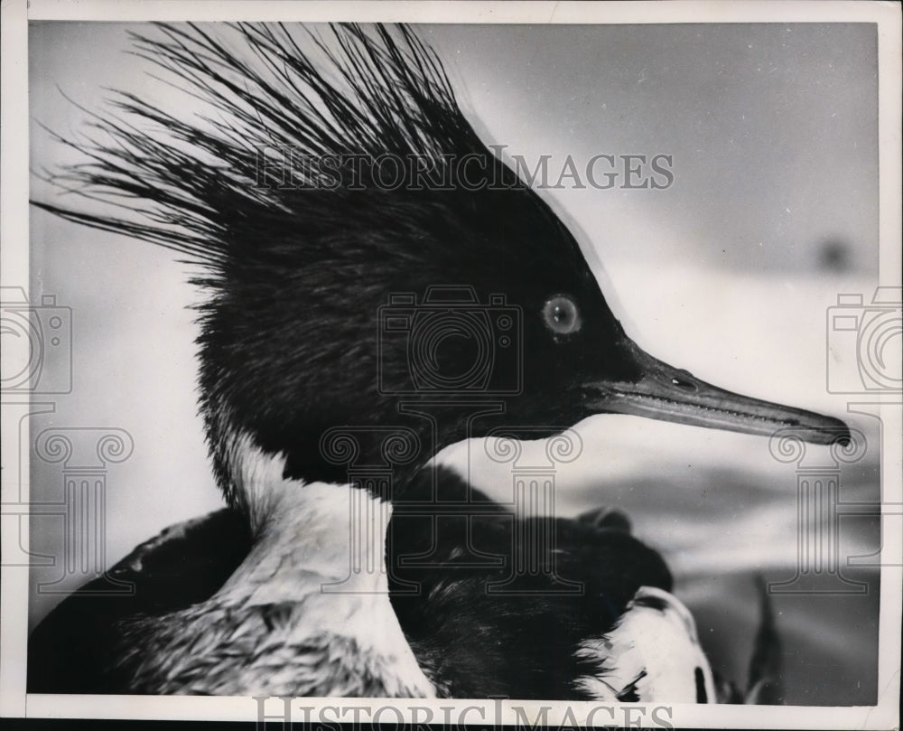 1952 Press Photo St Augustine Fla red crested merganser at Marineland park