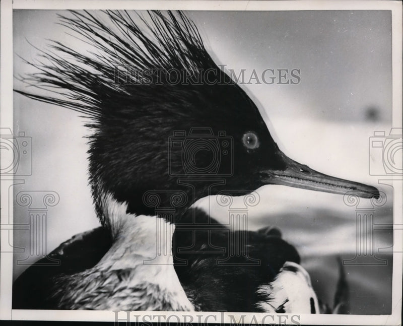 Load image into Gallery viewer, 1952 Press Photo St Augustine Fla red crested merganser at Marineland park

