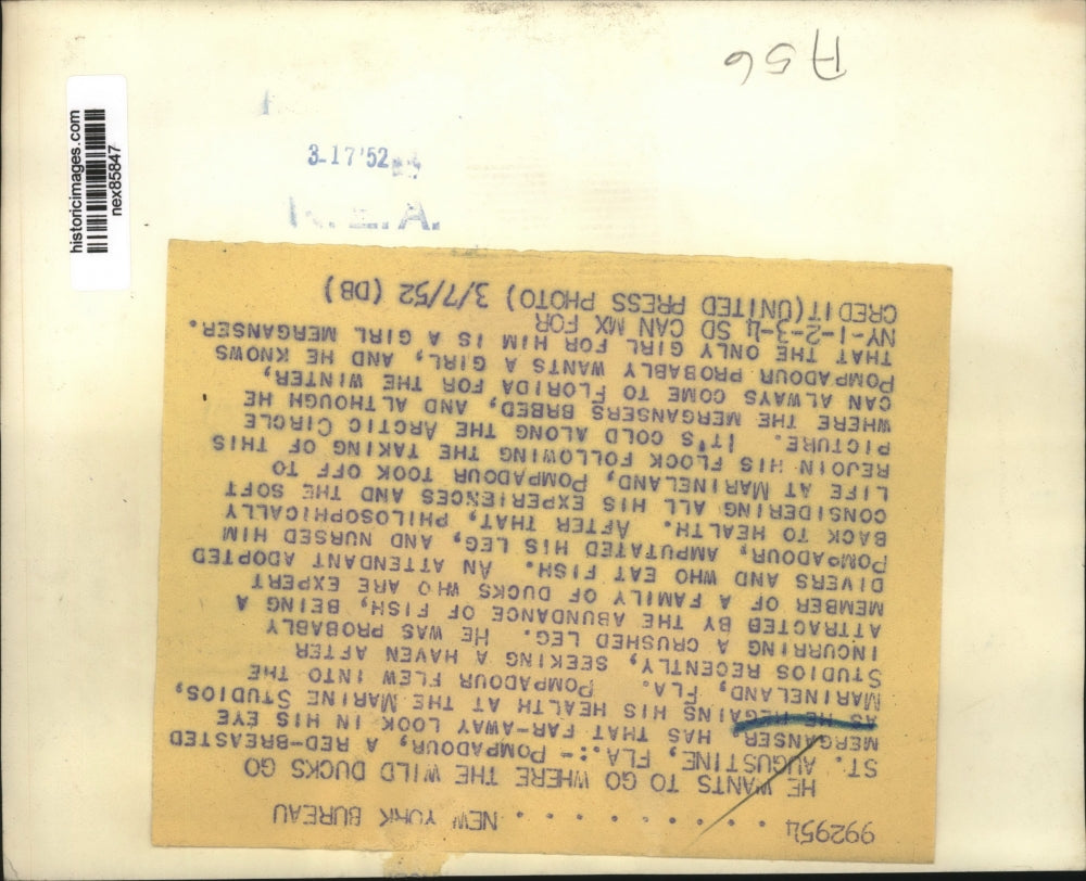 1952 Press Photo St Augustine Fla red crested merganser at Marineland park