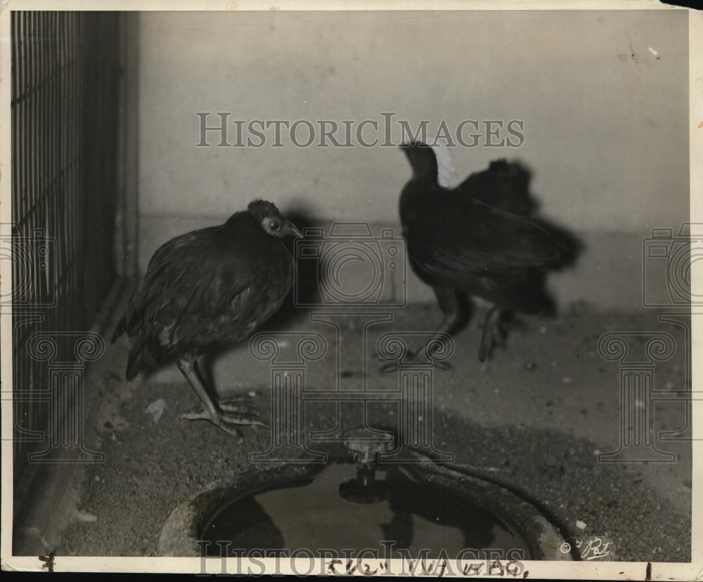 1939 Press Photo Maleas birds from Mclucca Islands in East Indies