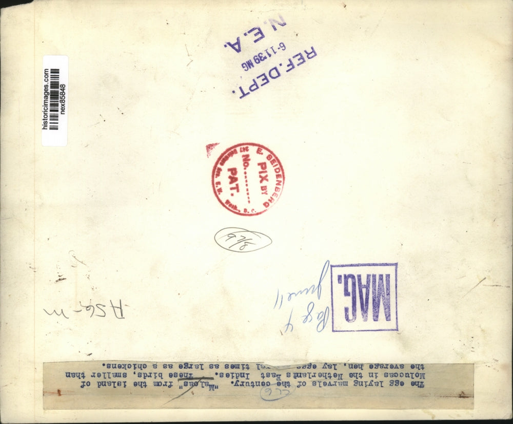 1939 Press Photo Maleas birds from Mclucca Islands in East Indies