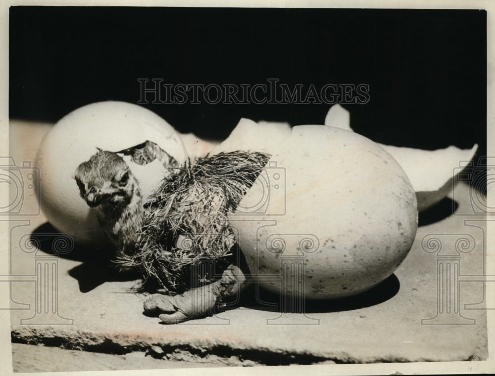 1925 Press Photo A baby stock as it hatches from eggshell - nex86045