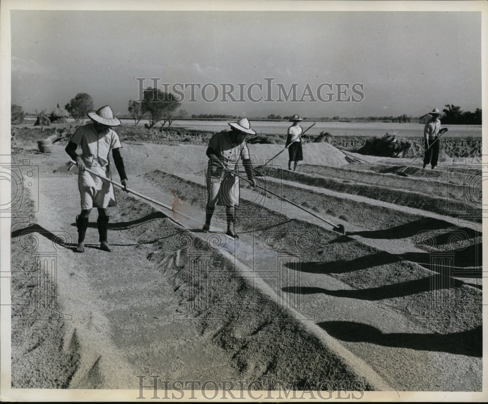 1958 Press Photo Taiwan Formosa rice crop being raked & dried - nex86051