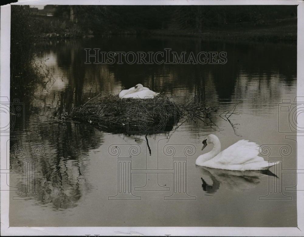 1929 Press Photo Swans nesting in pond at London zoo
