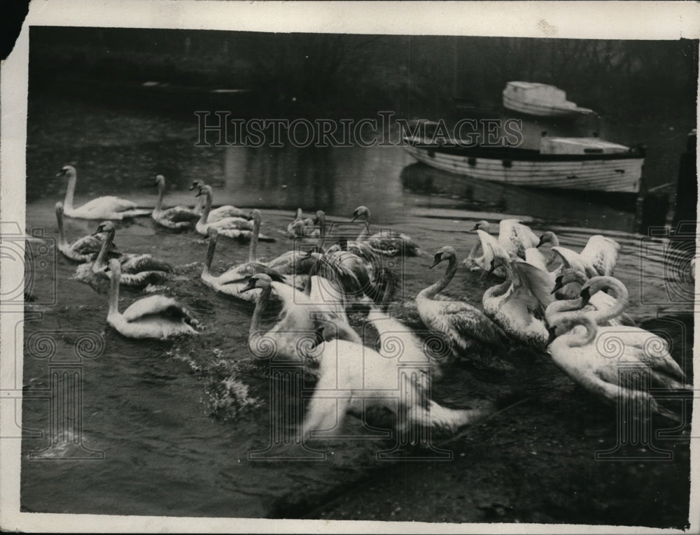 1926 Press Photo Thames swans released at Shepperton as they dash into water