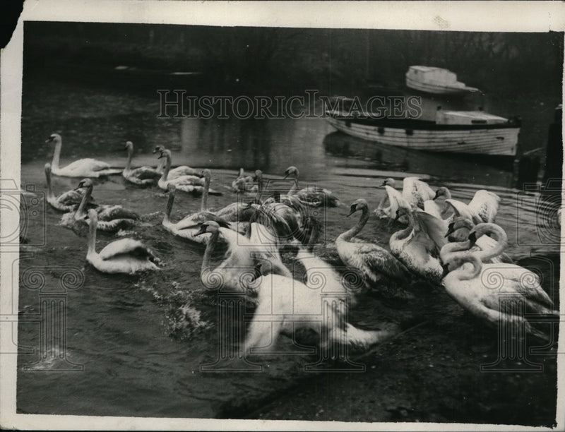 Load image into Gallery viewer, 1926 Press Photo Thames swans released at Shepperton as they dash into water
