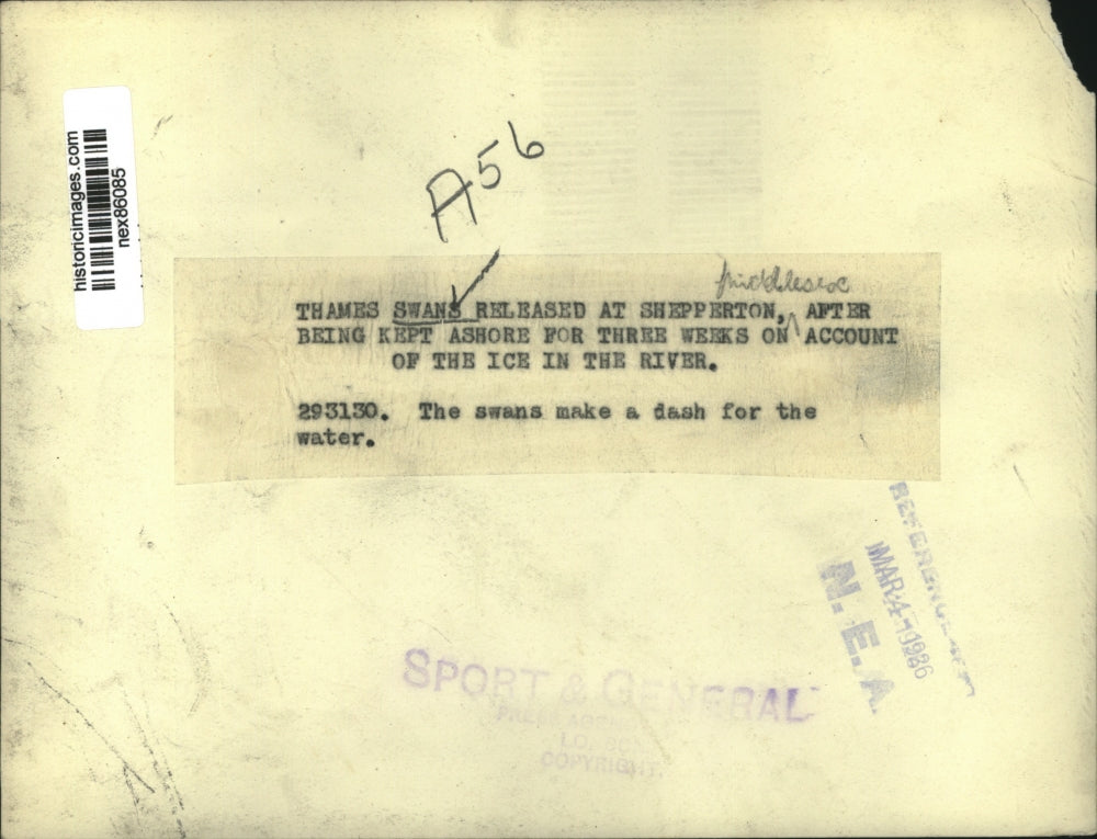 1926 Press Photo Thames swans released at Shepperton as they dash into water