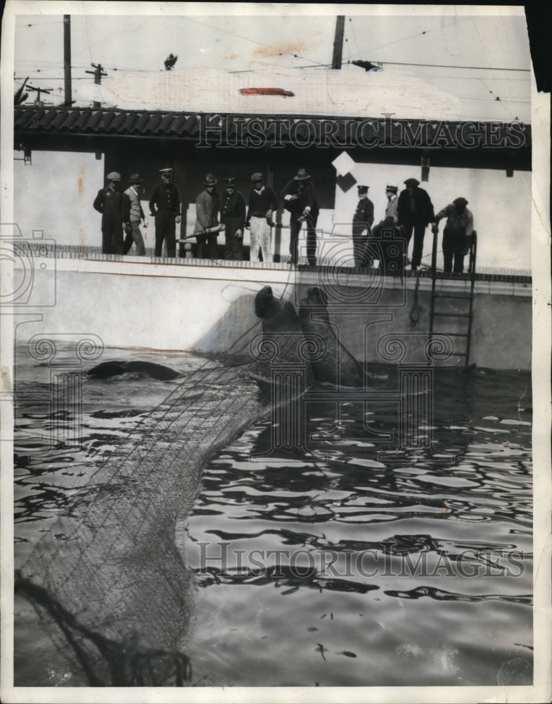 1930 Press Photo Giant Sea Elephants Fight in Pool from Guadualupe Islands in LA