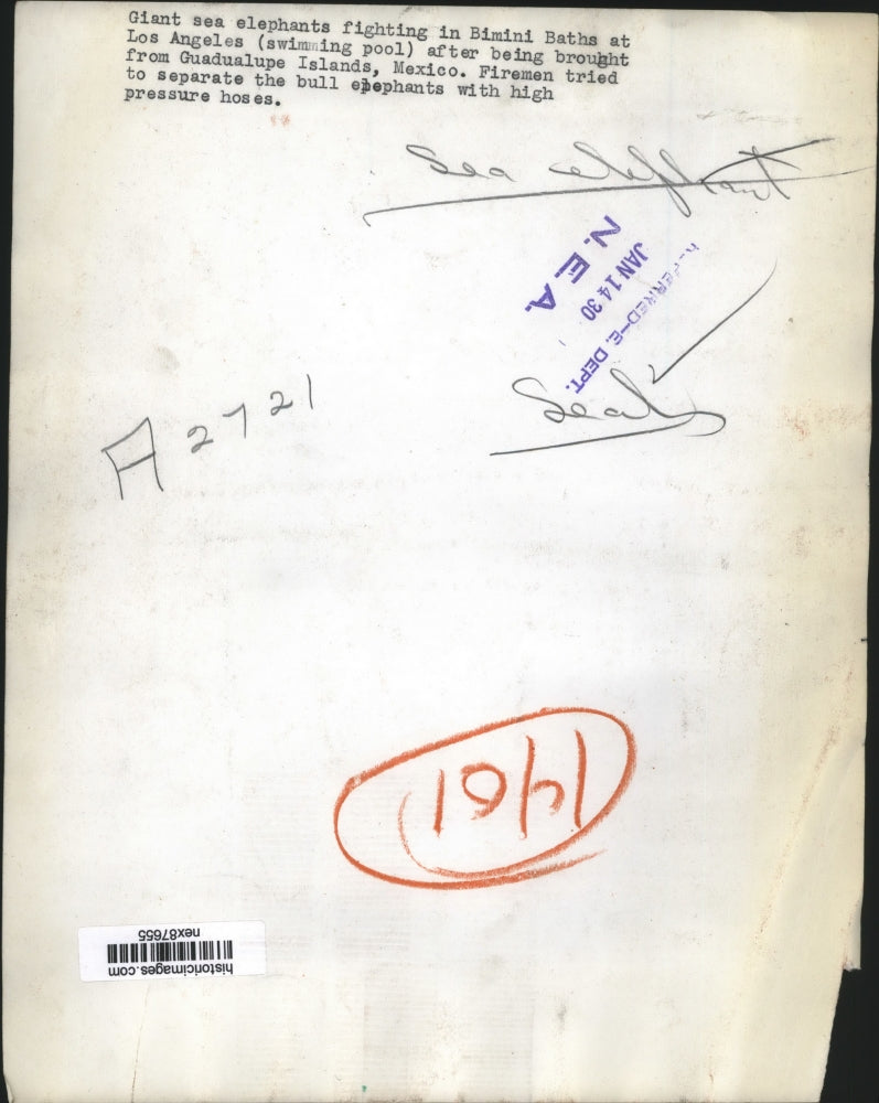 1930 Press Photo Giant Sea Elephants Fight in Pool from Guadualupe Islands in LA