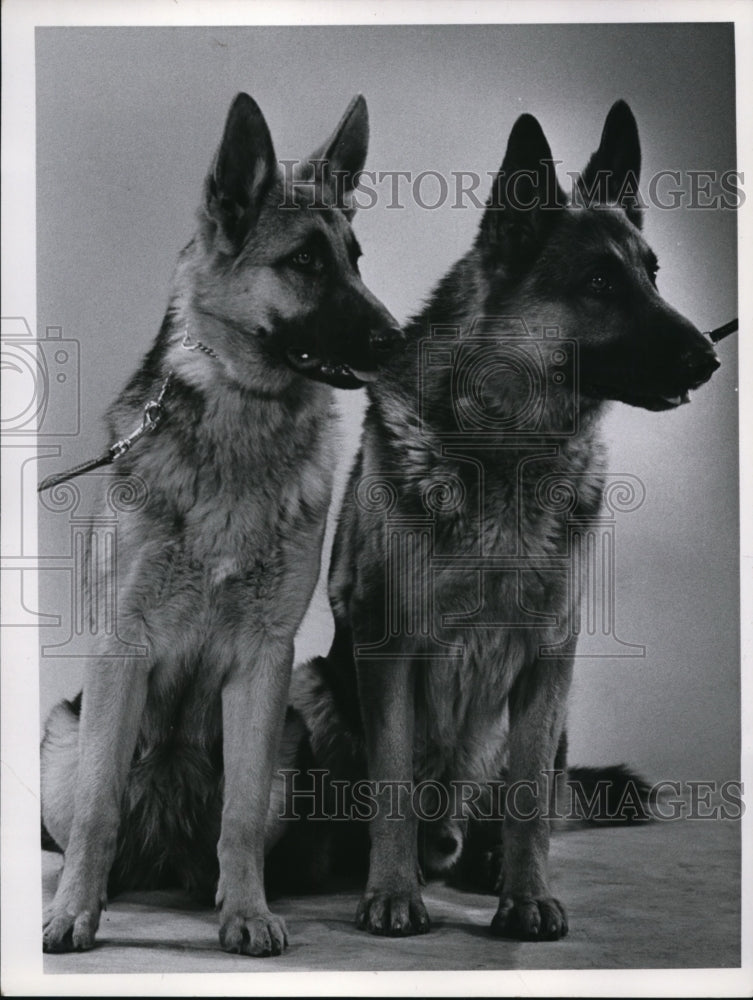 1966 Press Photo German Shepherds Highlanders Abigail Ch Sandor of Summerdale
