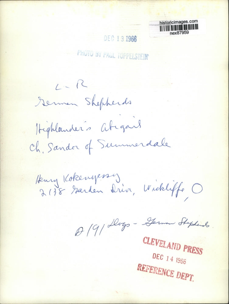 1966 Press Photo German Shepherds Highlanders Abigail Ch Sandor of Summerdale