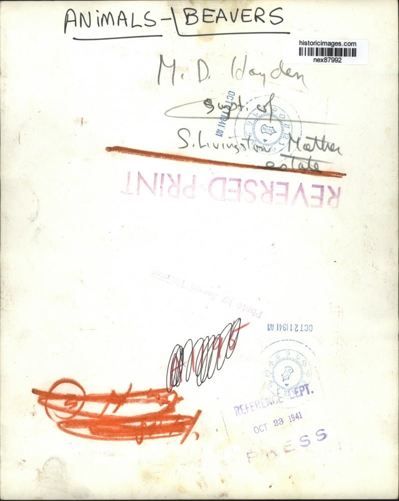 1941 Press Photo M.D. Hayden of S Livingstone Mather Estate with Beavers