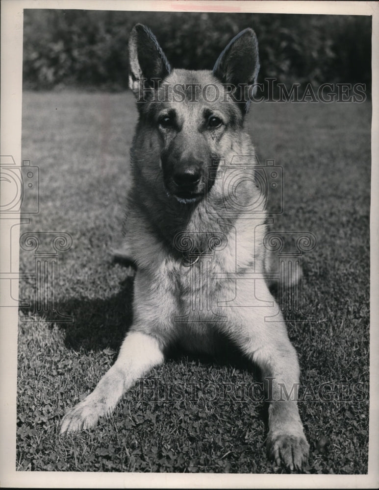 1949 Press Photo German Shepherd Dog Named Flip