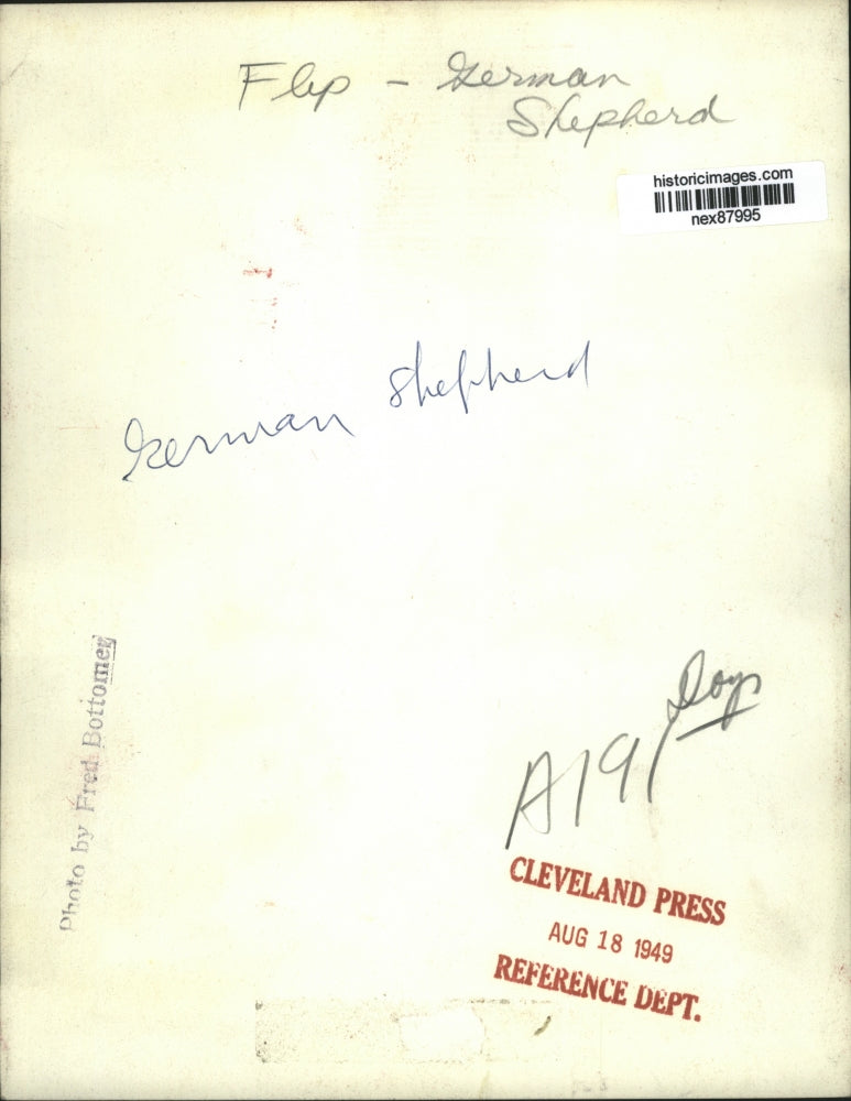 1949 Press Photo German Shepherd Dog Named Flip