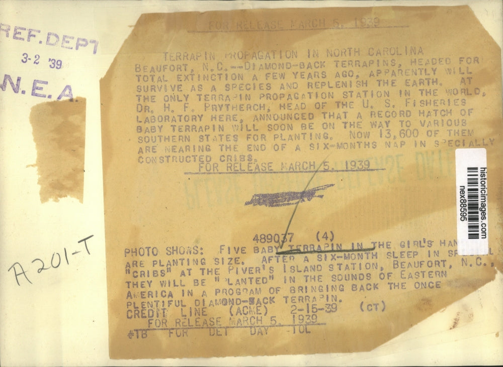 1939 Press Photo Diamond Back Terrapins at US Fisheries Laboratory in NC