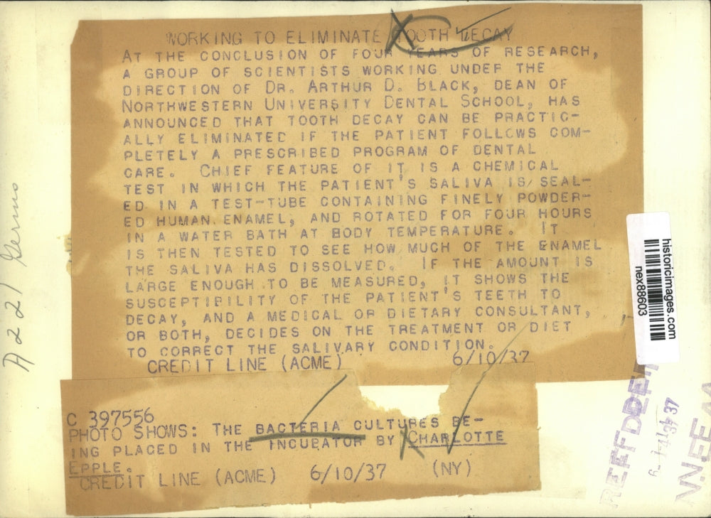 1937 Press Photo Charlotte Epple Placing Bacteria Cultures in Incubator