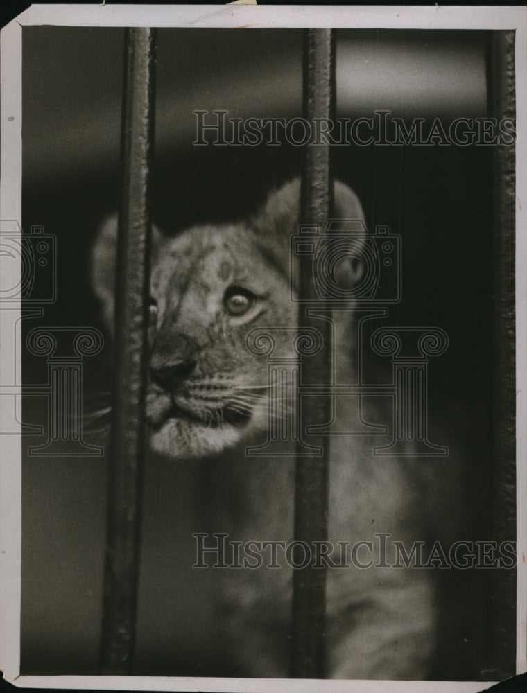 1929 Press Photo Three Lion Cubs at Zoological Gardens in London