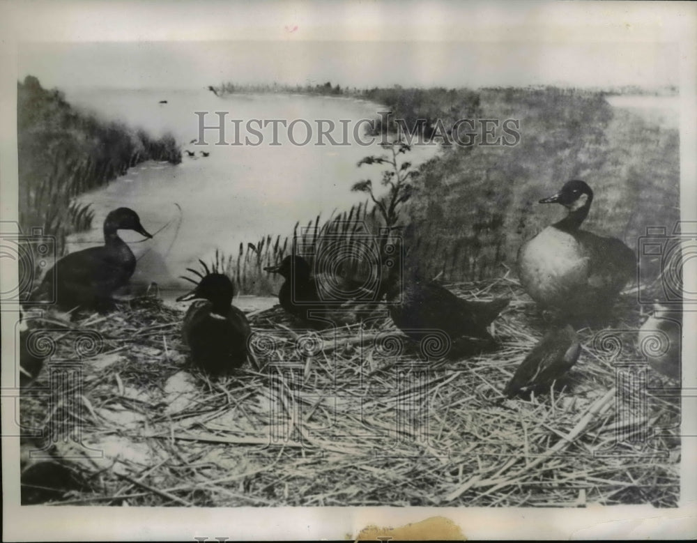 1938 Press Photo Washington Field Museum Called Bughouse Laboratory - nex90570
