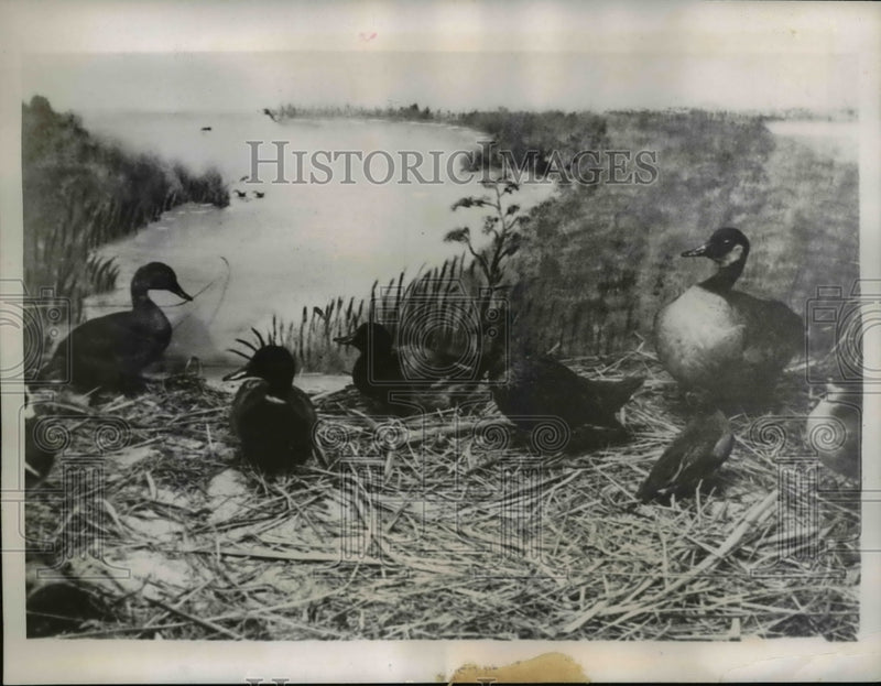 Load image into Gallery viewer, 1938 Press Photo Washington Field Museum Called Bughouse Laboratory - nex90570
