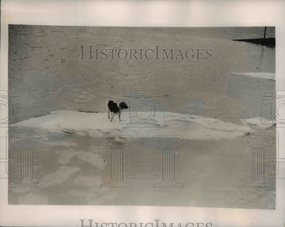 1940 Press Photo Lone Dog Stuck on Ice Float in Southend on Sea Essex England