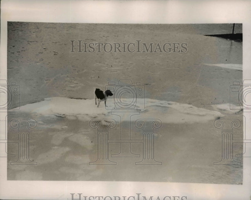 Load image into Gallery viewer, 1940 Press Photo Lone Dog Stuck on Ice Float in Southend on Sea Essex England

