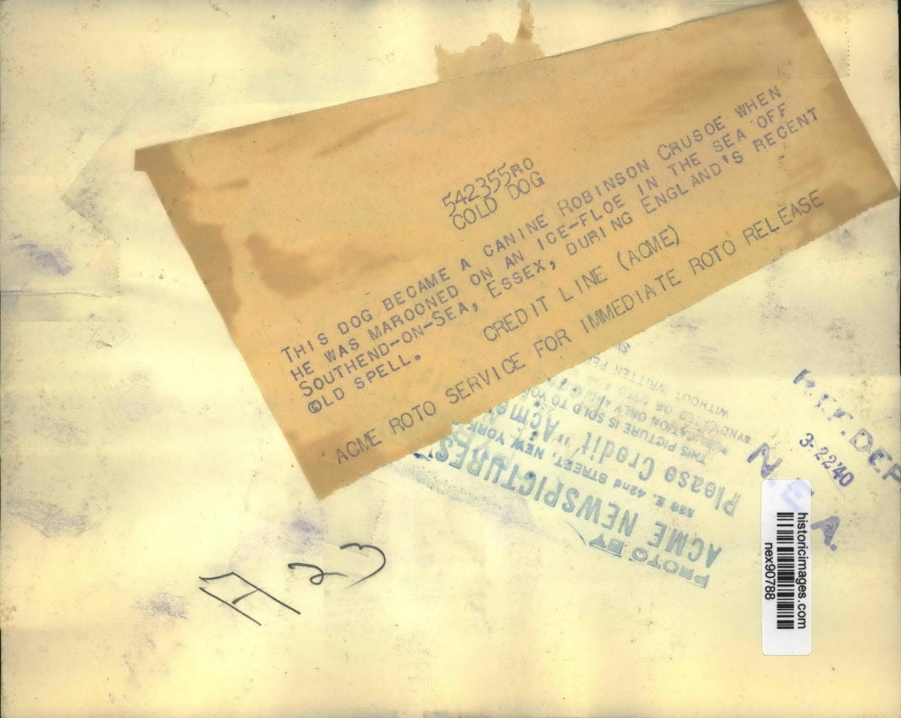 1940 Press Photo Lone Dog Stuck on Ice Float in Southend on Sea Essex England