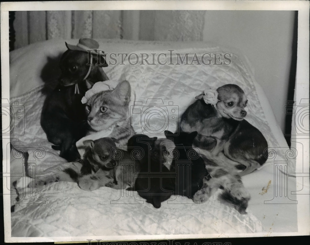 1947 Press Photo Tabby Lost Her Kittens Mrs Louise H Williams Fosters Puppies