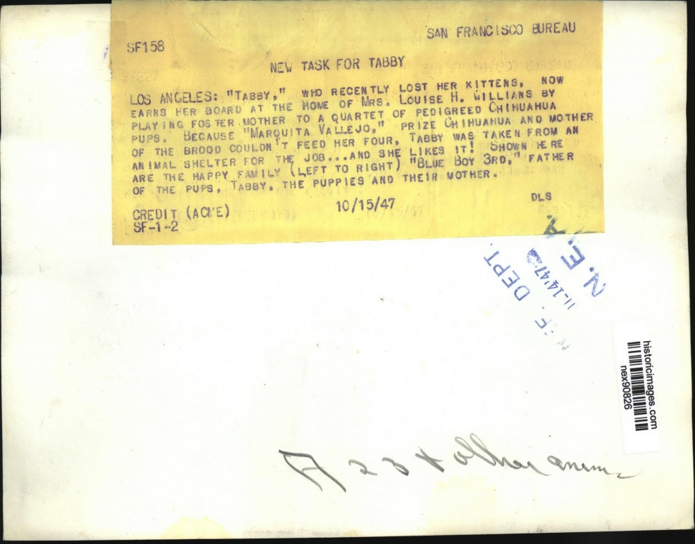 1947 Press Photo Tabby Lost Her Kittens Mrs Louise H Williams Fosters Puppies