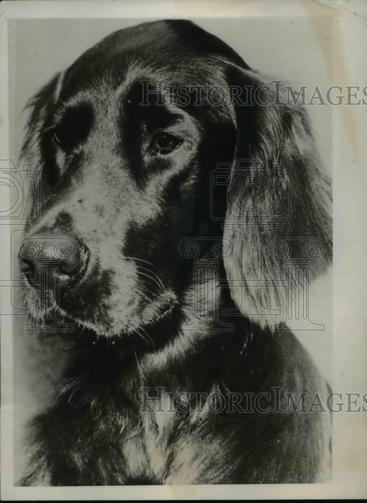 1933 Press Photo Irish Setter Set to Die at Shelter James Hanley Adopted Him