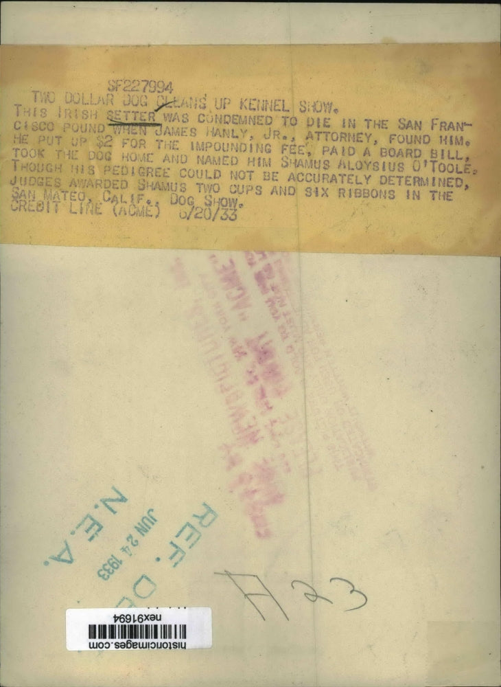 1933 Press Photo Irish Setter Set to Die at Shelter James Hanley Adopted Him