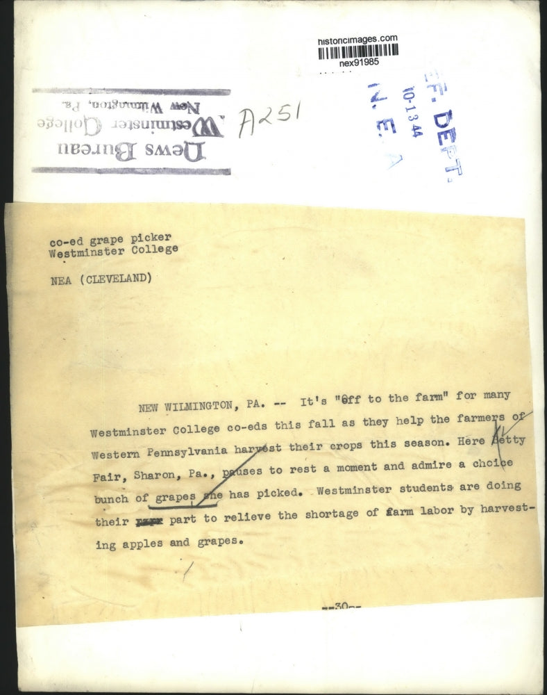 1944 Press Photo Westminster College Student Betty Fair Helps Harvest Grapes