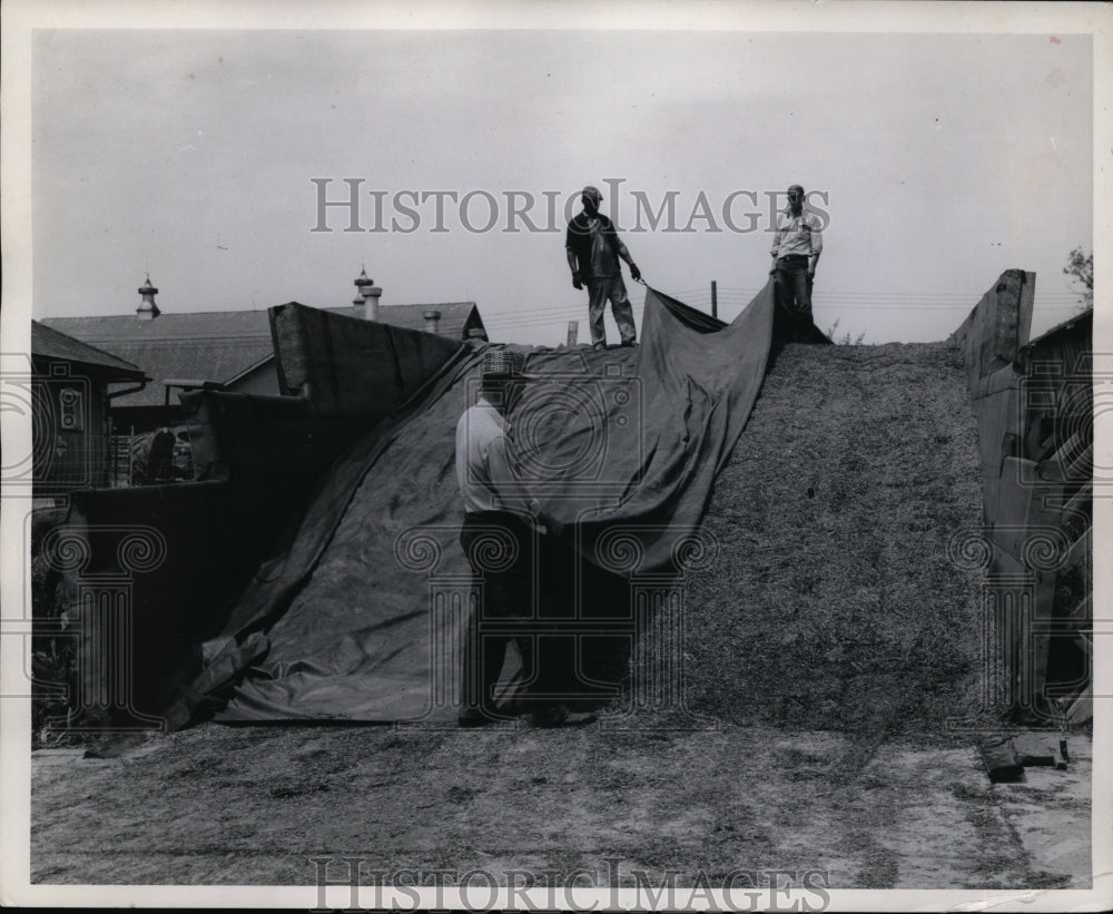 1958 Press Photo US Department of Agricultures New Plastic Vinyl Film