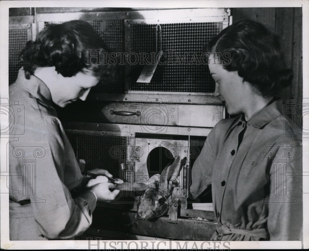 1950 Press Photo Dorothy Hoy & Mary Stanng Invent Device to Hold Animal Still