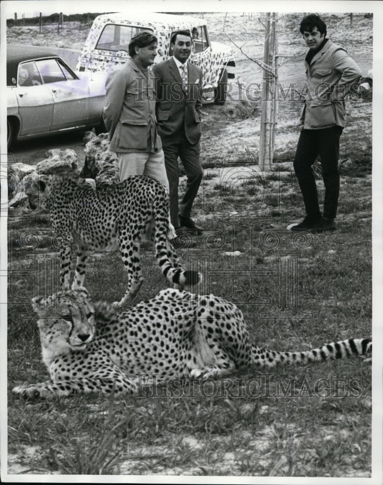 1971 Press Photo Cheetahs at California's Lion Country Safari Director R Eaton