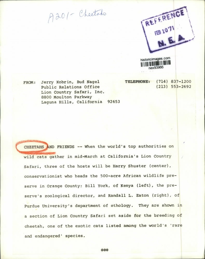 1971 Press Photo Cheetahs at California's Lion Country Safari Director R Eaton