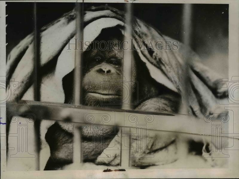 Load image into Gallery viewer, 1935 Press Photo Jimmy the Orangutan at Zoological Gardens Melbourne Australia
