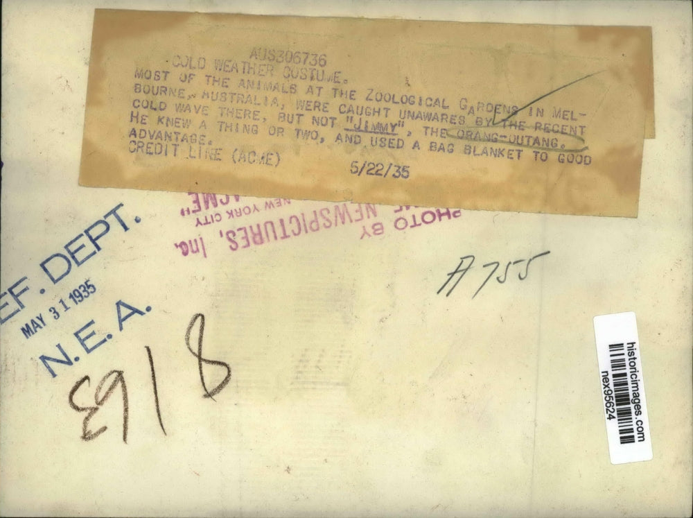 1935 Press Photo Jimmy the Orangutan at Zoological Gardens Melbourne Australia