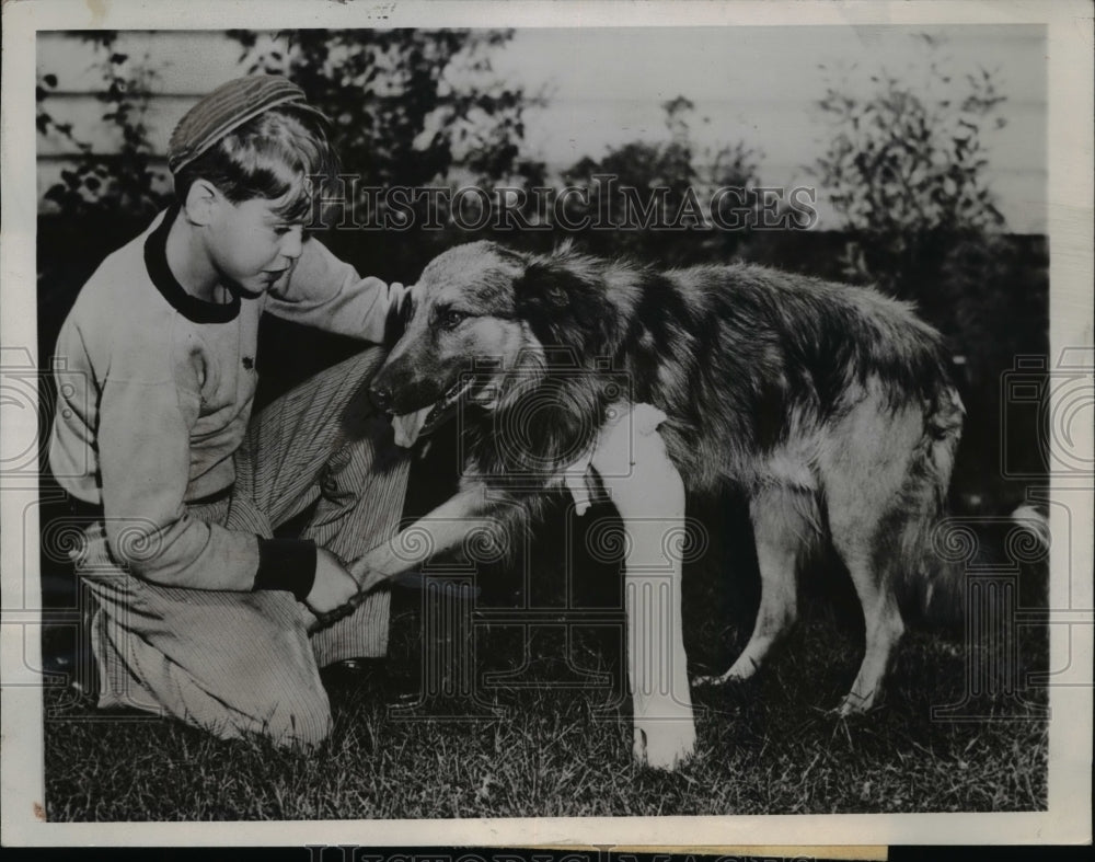 1945 Press Photo Homeless Dog Adopted by Larry Ruud Mother Found Him Injured