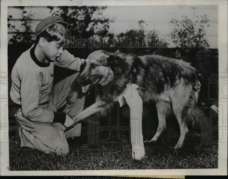 Load image into Gallery viewer, 1945 Press Photo Homeless Dog Adopted by Larry Ruud Mother Found Him Injured
