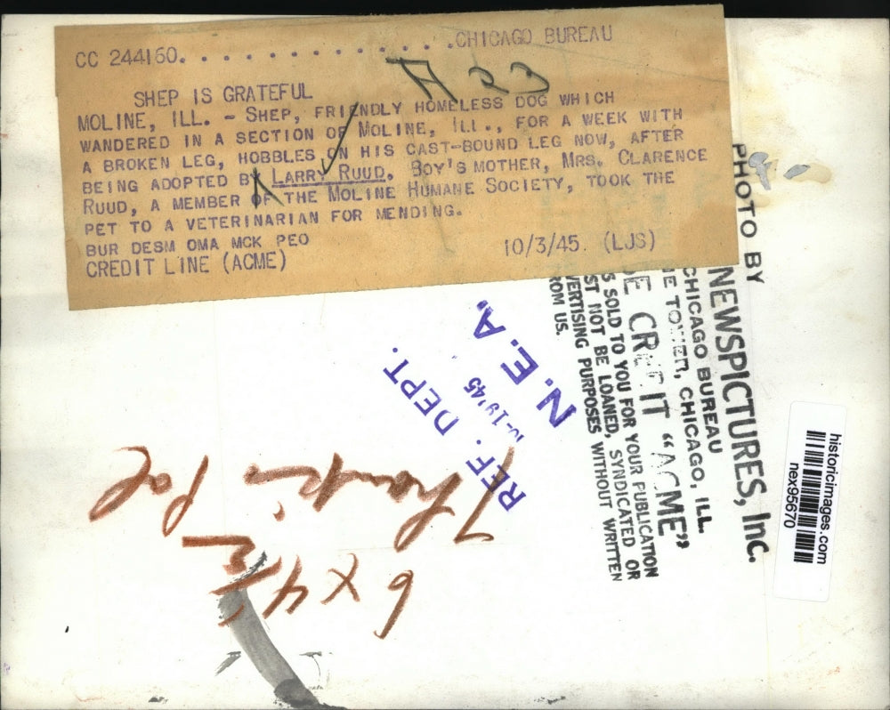 1945 Press Photo Homeless Dog Adopted by Larry Ruud Mother Found Him Injured