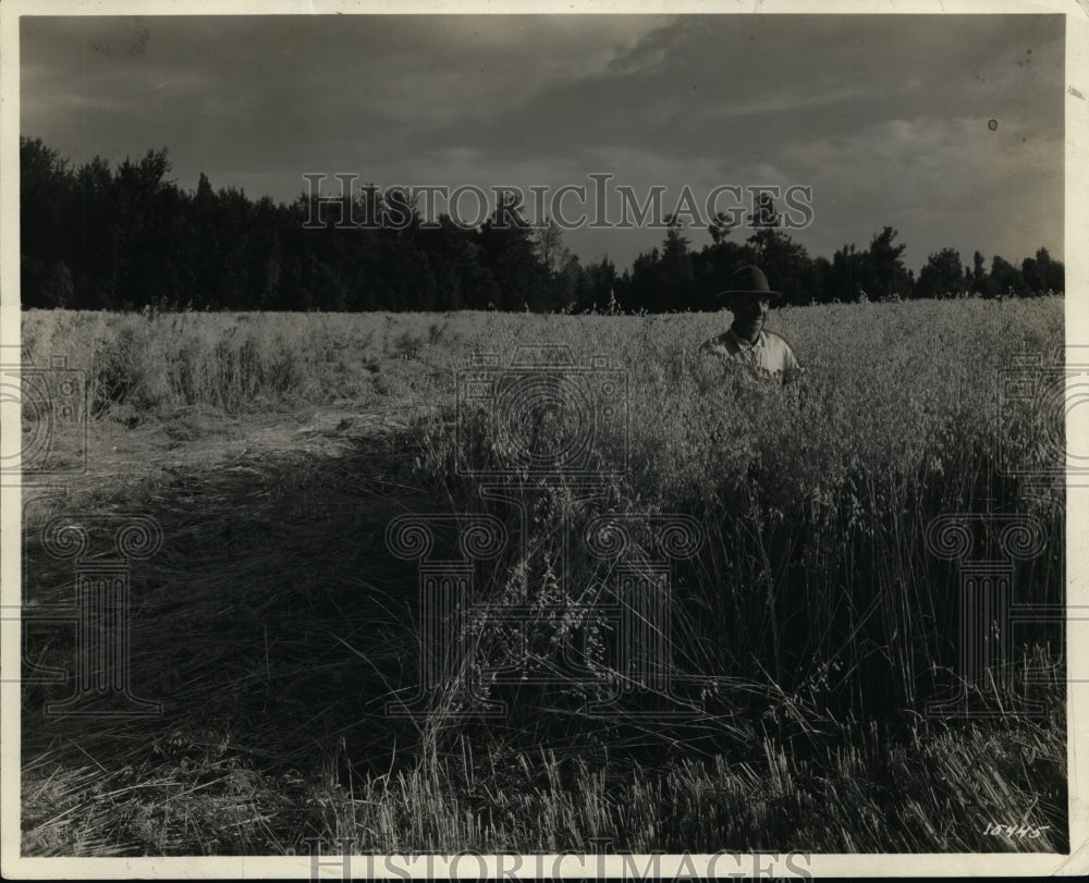 1929 Press Photo Mr JD Honeyman Standing in Oat Fields