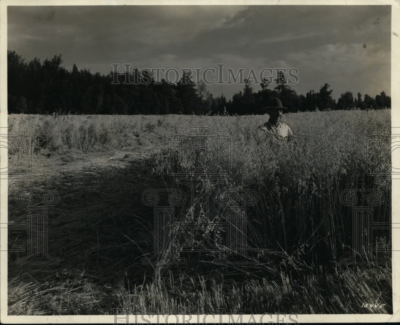 Load image into Gallery viewer, 1929 Press Photo Mr JD Honeyman Standing in Oat Fields
