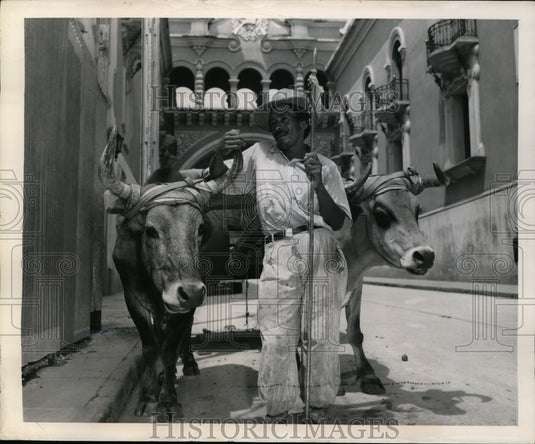 1948 Press Photo Jose & His Team of Oxen in Guatemala City - nex96605