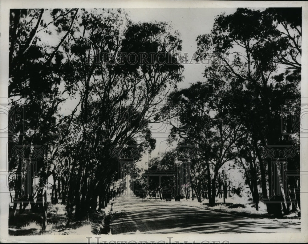 1934 Press Photo Australia's Picturesque Roads with Eucalyptus Trees