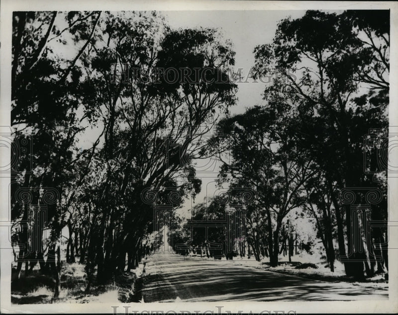 Load image into Gallery viewer, 1934 Press Photo Australia's Picturesque Roads with Eucalyptus Trees
