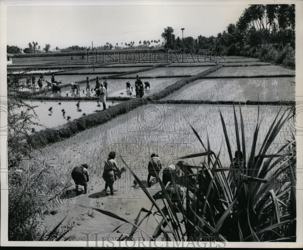 1958 Press Photo Workers Plant Rice Field Along Malabar Coast Machinery Not Used