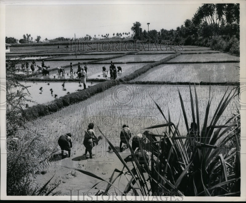 Load image into Gallery viewer, 1958 Press Photo Workers Plant Rice Field Along Malabar Coast Machinery Not Used
