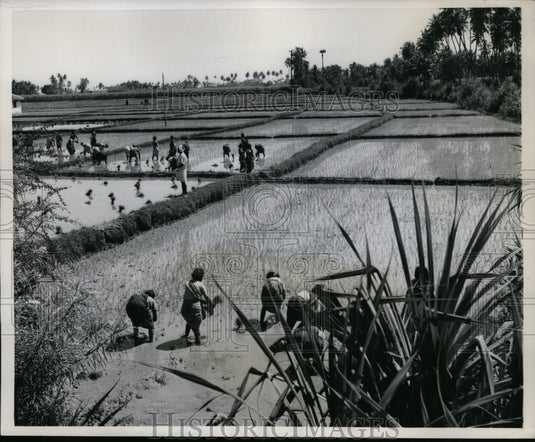1958 Press Photo Workers Plant Rice Field Along Malabar Coast Machinery Not Used