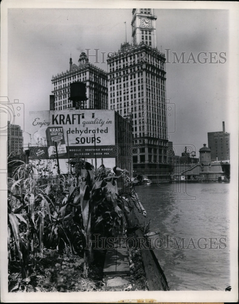 1944 Press Photo John Prock Corn Patch Along Chicago River - nex99158