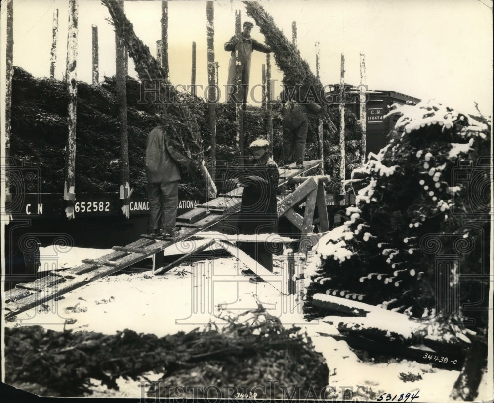 1939 Press Photo Christmas Trees Being Harvested Along Canadian National Railway